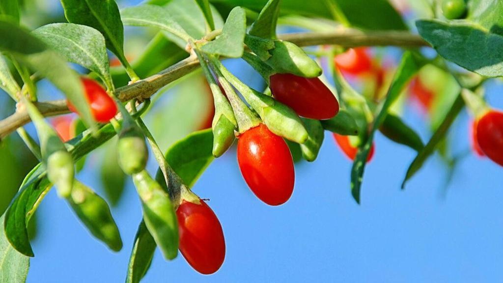 کاشت گوجی بری در باغچه، شرایط پرورش، نگهداری، آفات و برداشت آن