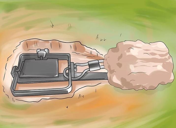 روش&zwnj;های به دام انداختن کایوت 10