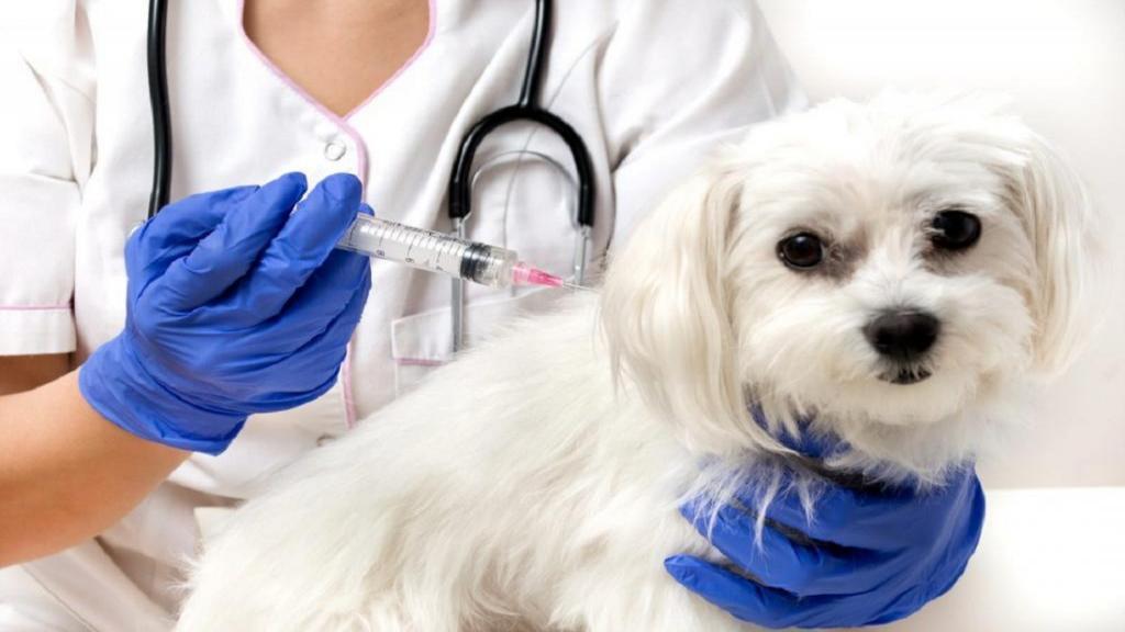 واکسیناسیون حیوانات خانگی: اسامی واکسن های لازم برای سگ ها و گربه ها