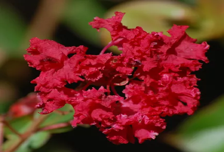 درختچه گلدار برای باغچه: درختچه توری