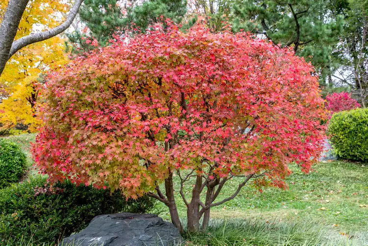 گیاه زمستانی افرا ژاپنی قرمز