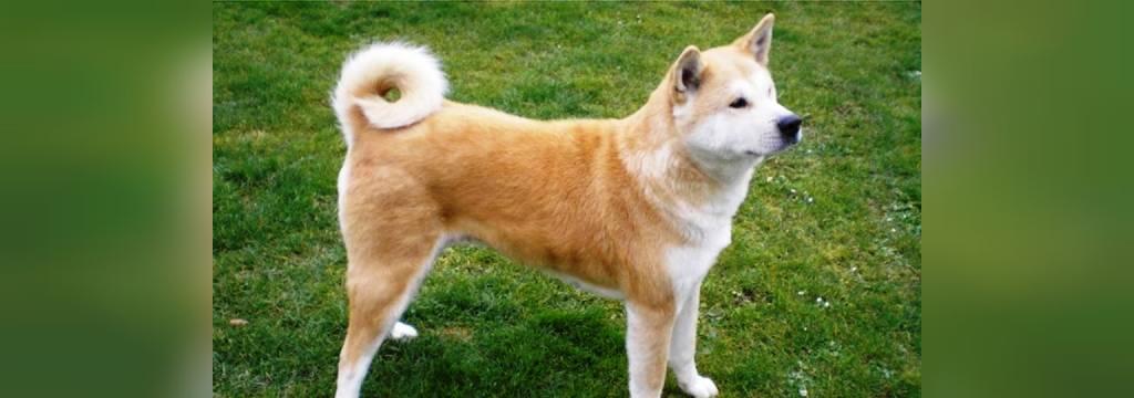 25 سگ خطرناک جهان