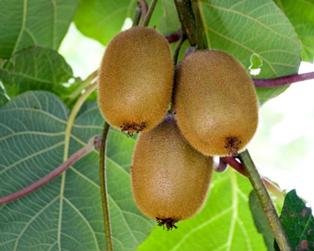 سمیت کیوی پربار برای انسان