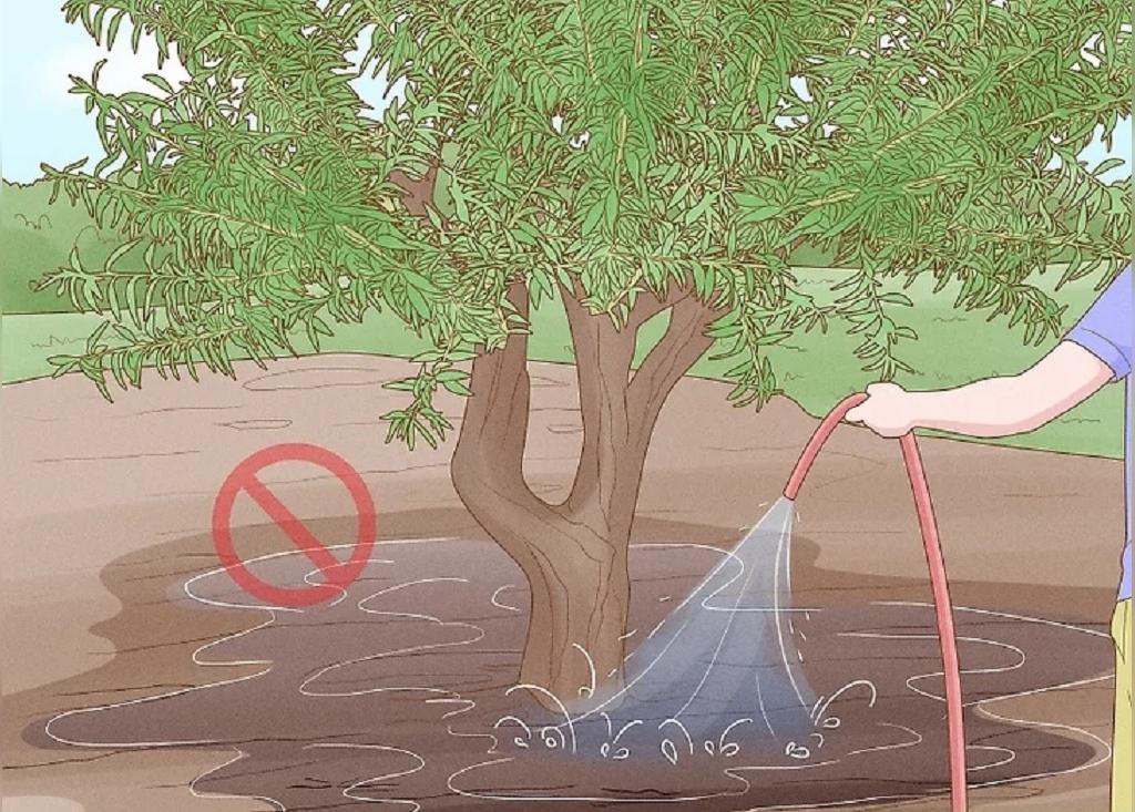 درمان مشکلات رایج درخت بادام