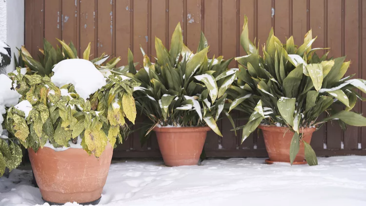 نگهداری و مراقبت از گیاهان و درختچه ها در زمستان با 5 روش ساده