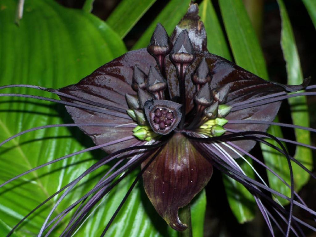 گل خفاش سیاه(Black bat flower)