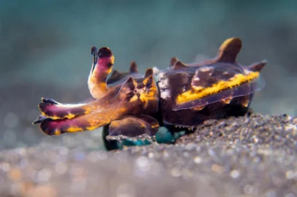 از موجودات دریایی خطرناک: ماهی مرکب پر زرق و برق