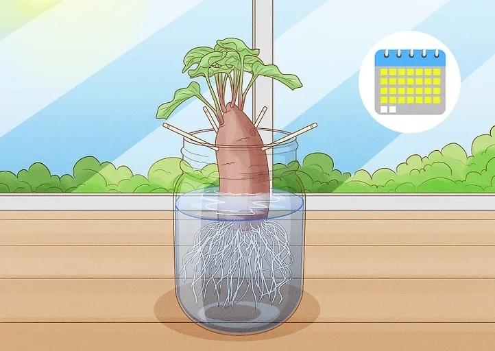 نحوه کاشت تاک های سیب زمینی شیرین 4