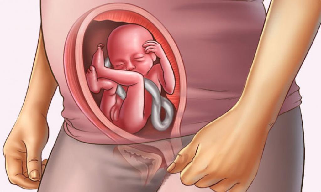 هفته نوزدهم بارداری و حرکات جنین