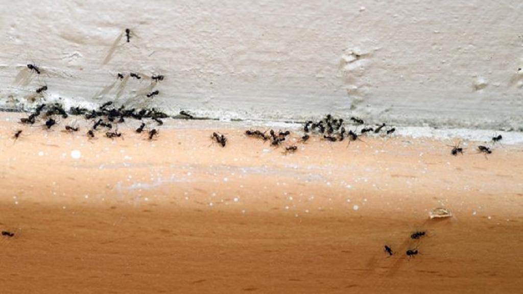 راههای دفع مورچه از خانه