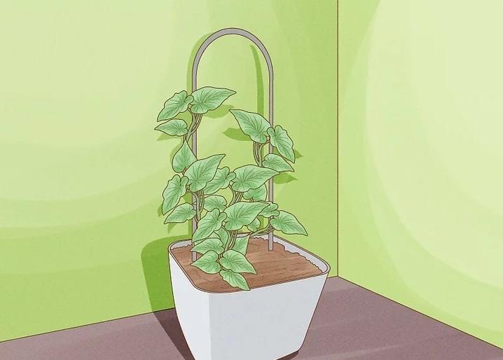 نحوه کاشت تاک های سیب زمینی شیرین 16