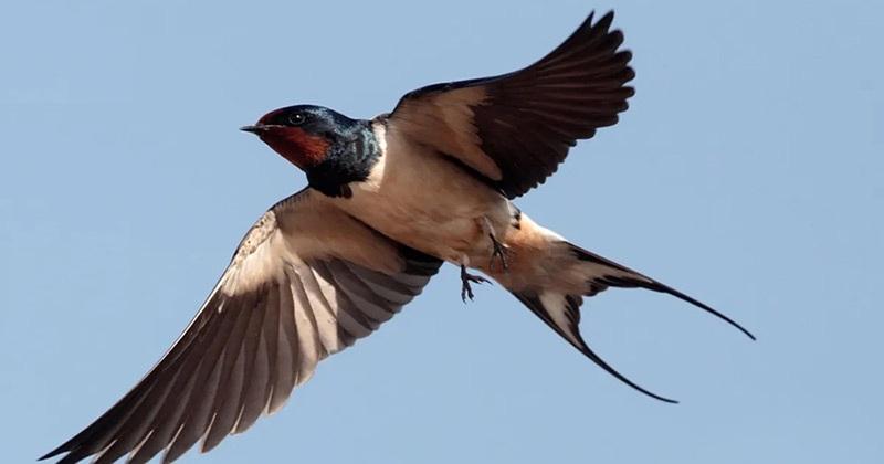 تعبیر خواب پرستو 1