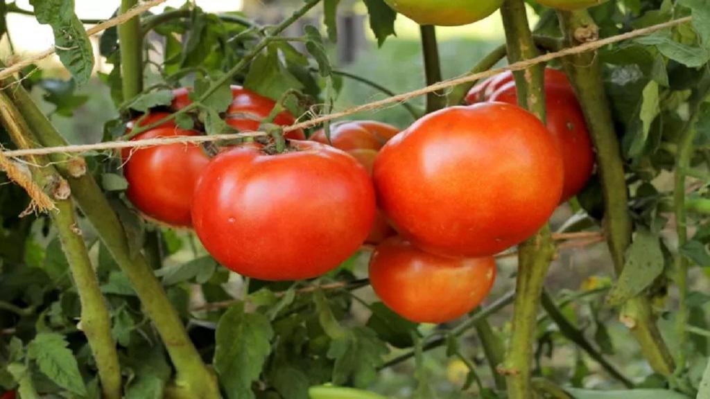 چگونه گوجه فرنگی بکاریم؛ روش کاشت گوجه فرنگی زودرس و شرایط نگهداری