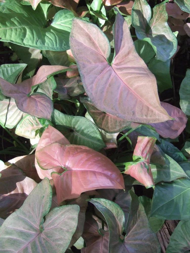 نگهداری گل های برگ‌صورتی 10