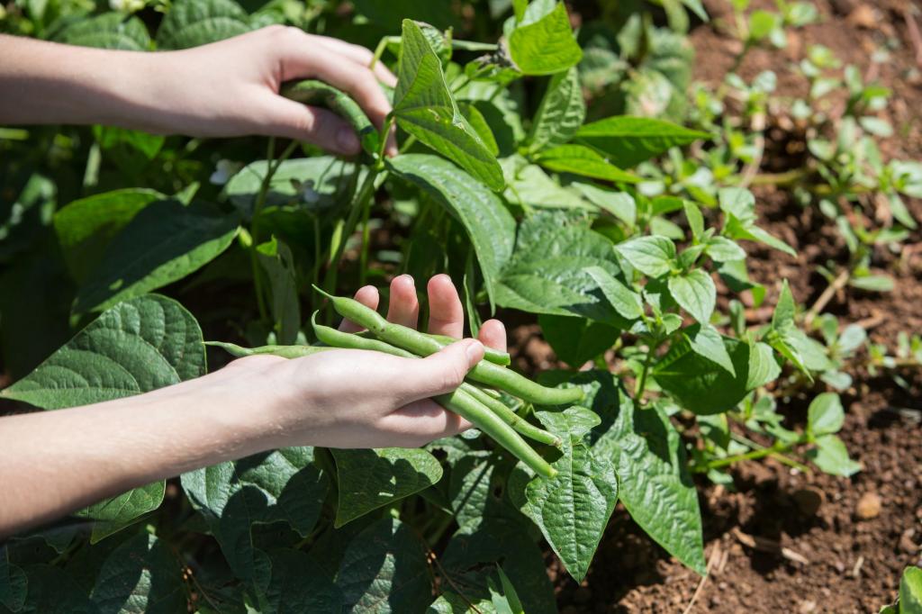 شرایط لازم برای پرورش لوبیا سبز در باغچه خانه