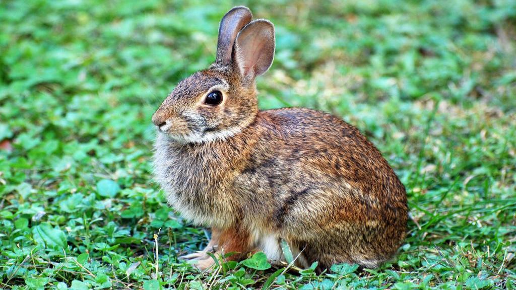 علائم بیماری تولارمی چیست؛ انواع، تشخیص و درمان تب خرگوشی