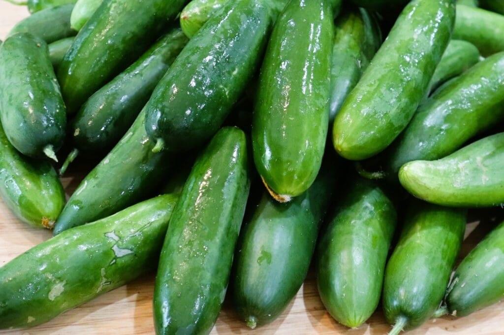  چگونه خیارهای خود را برای تولید بیشتر آماده کنیم؟