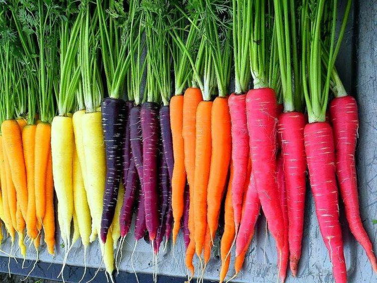 خواص هویج برای لاغری و کاهش وزن 