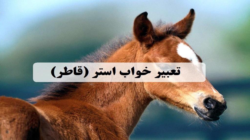 تعبیر خواب استر؛ معنی دیدن قاطر زرد سواری و مرده برای دختر امام صادق