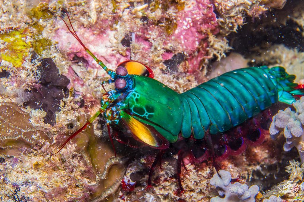 از عجیب ترین حیوانات دریایی: میگوی مانتیس