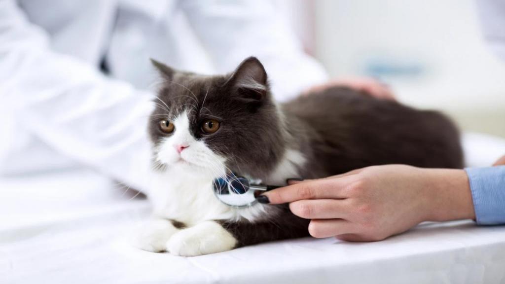 آموزش تصویری روش های درمان و پیشگیری از یبوست گربه ها