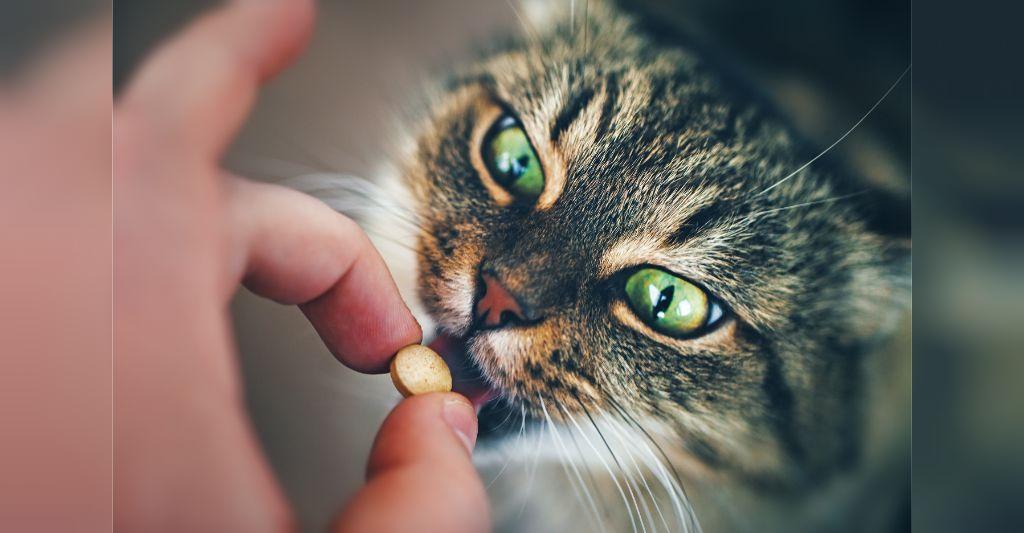 استفاده از دارو برای درمان استرس در گربه ها