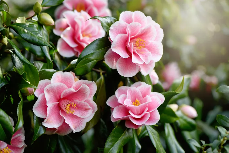  بهترین گیاه آپارتمانی : کاملیا (Camellia spp.)