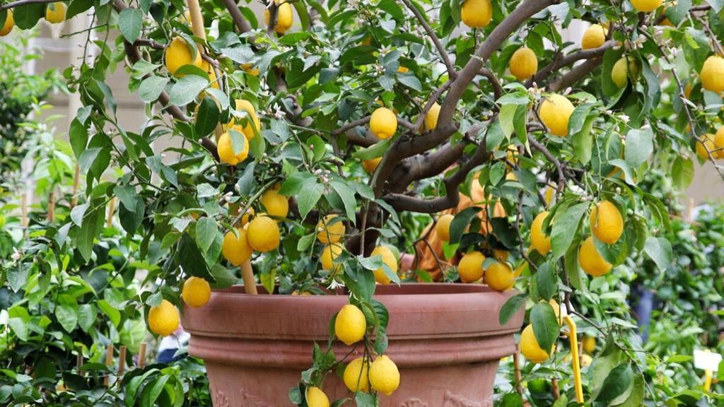 روش کاشت درخت لیمو ترش در باغ و گلدان + شرایط پرورش، آفات و برداشت آن