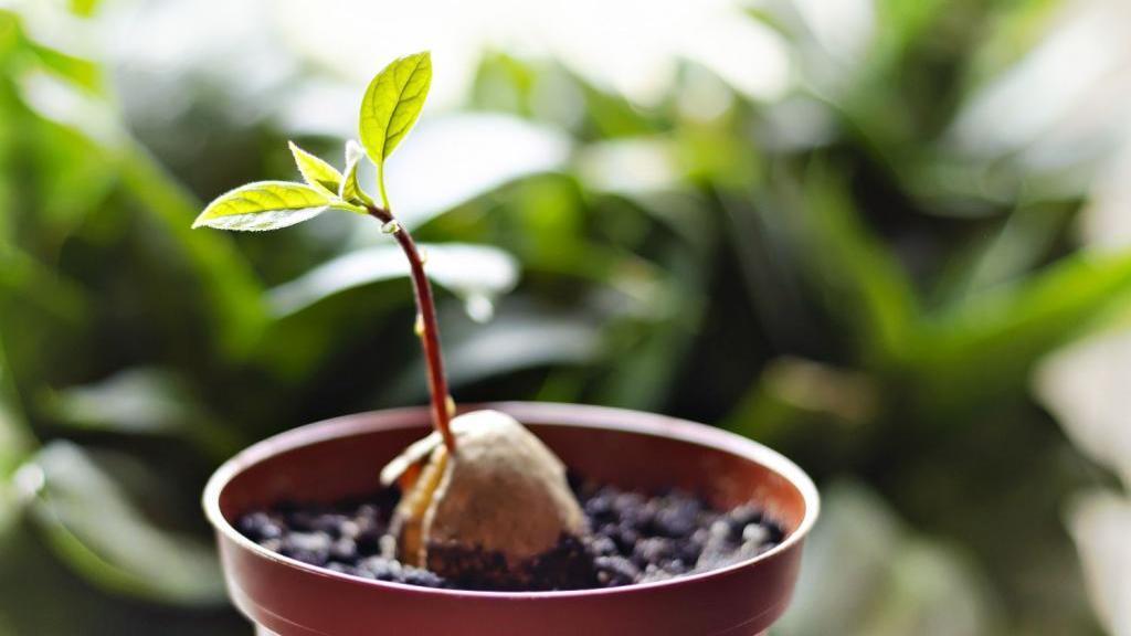 نحوه کاشت هسته آووکادو در گلدان + شرایط پرورش، رشد و نگهداری