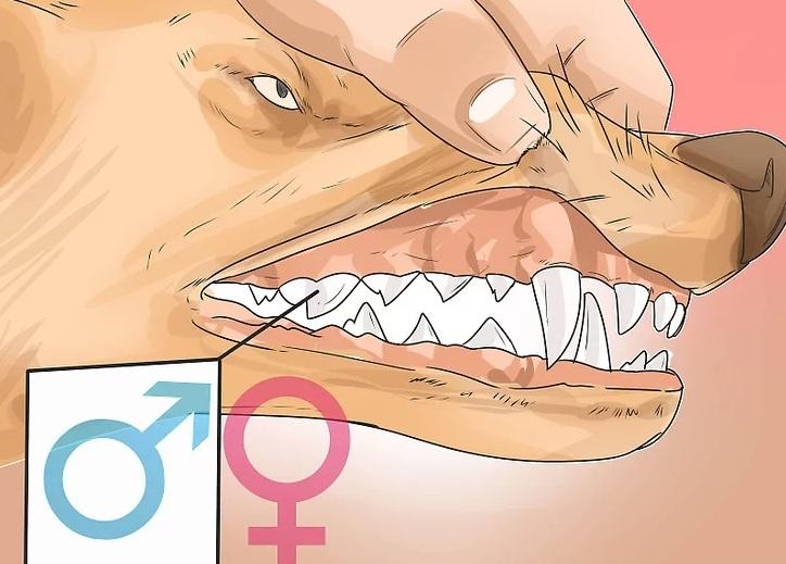 روش&zwnj;های به دام انداختن کایوت 3