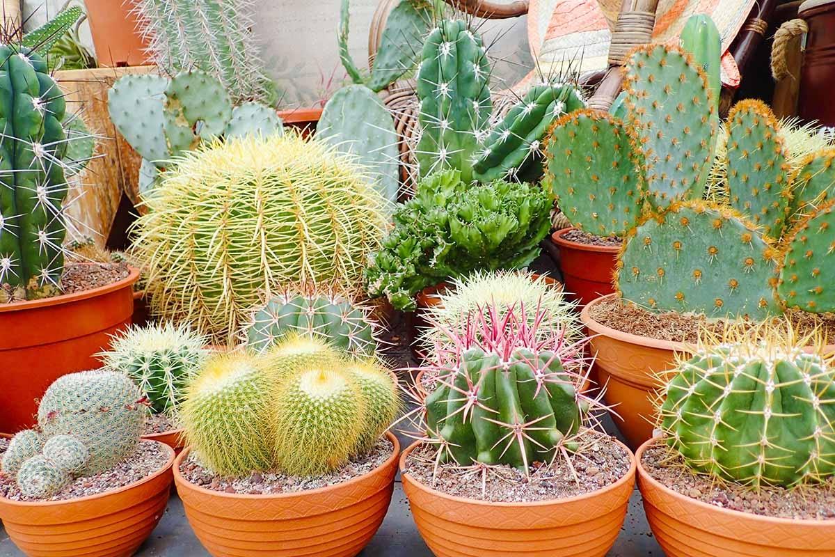 آیا کاکتوسها نگهداری آسانی دارند؟