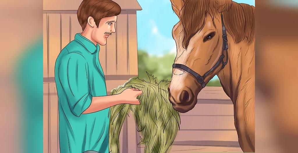 آموزش روش صحیح غذا دادن به اسب