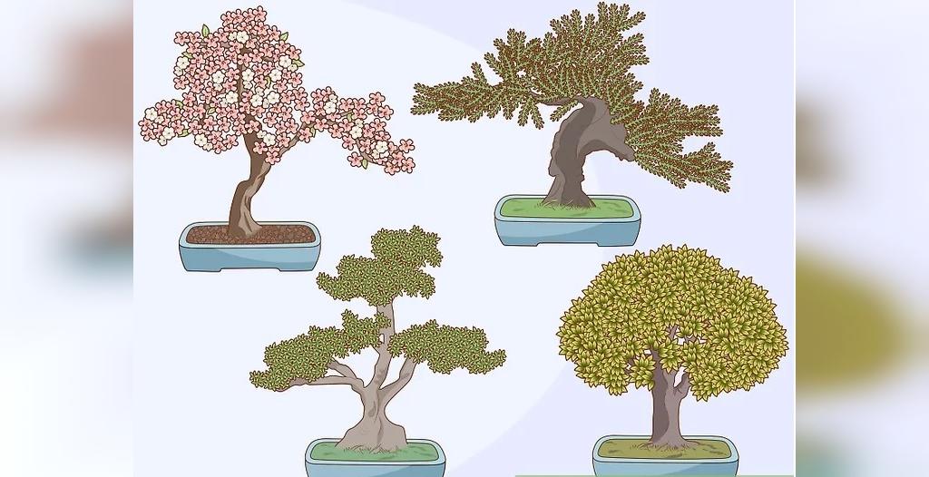 چگونه درخت بونسای را پرورش دهیم و از آن مراقبت کنیم