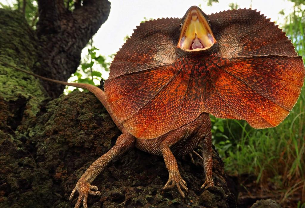 عجیب ترین حیوانات روی زمین: مارمولک گردن پرده دار