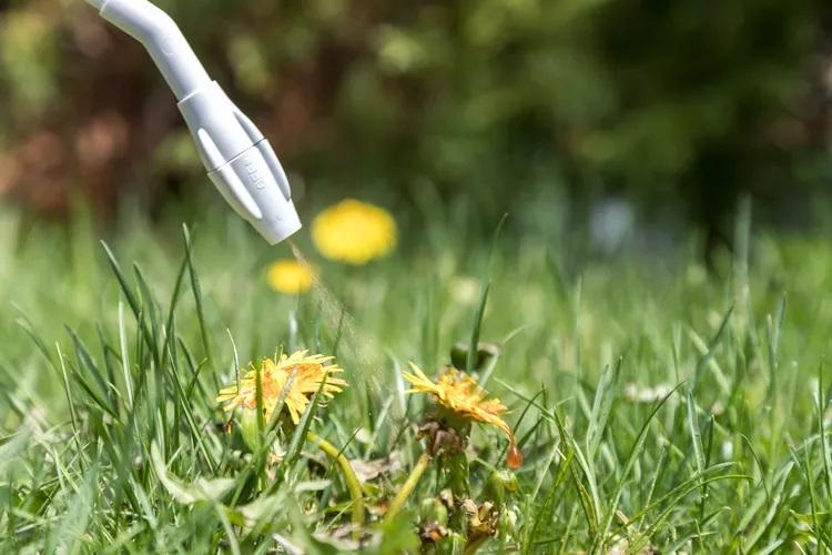 علت رایج زردی برگ گوجه‌فرنگی 12