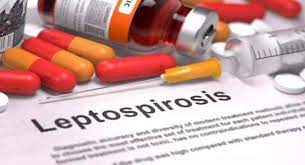 چه داروها و روش هایی برای درمان لپتوسپیروز استفاده می شود؟