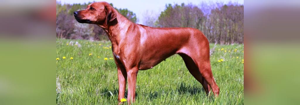 25 سگ خطرناک جهان