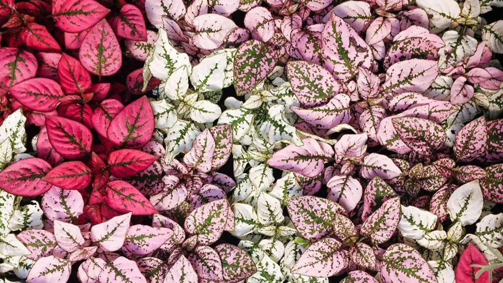 معرفی 15 مدل گیاه آپارتمانی با برگهای سبز و صورتی + شرایط نگهداری