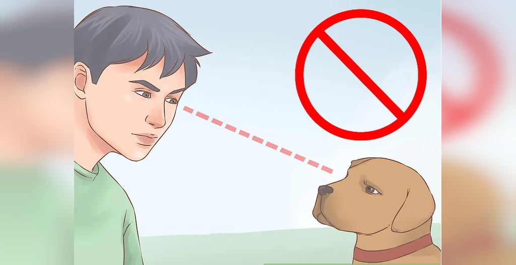 چشمان خود را روی سگ نگه ندارید