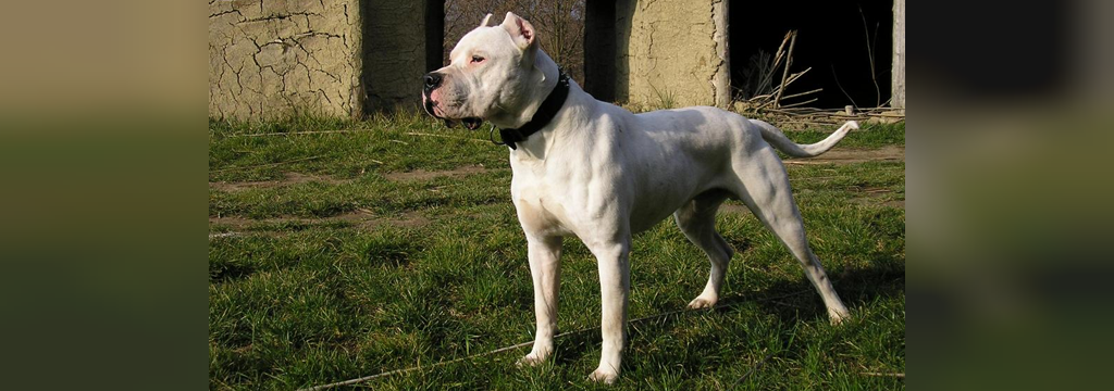 25 سگ خطرناک جهان