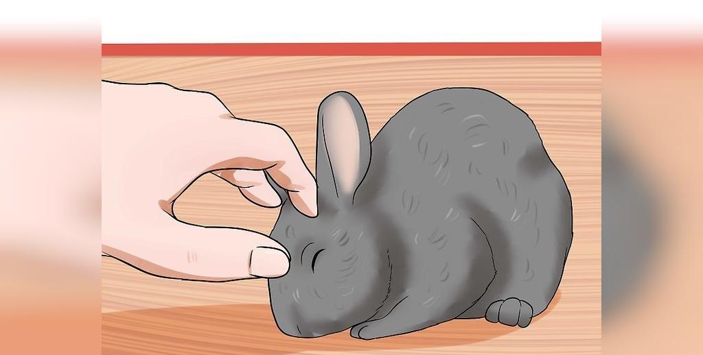 بهترین راه تربیت کردن خرگوش