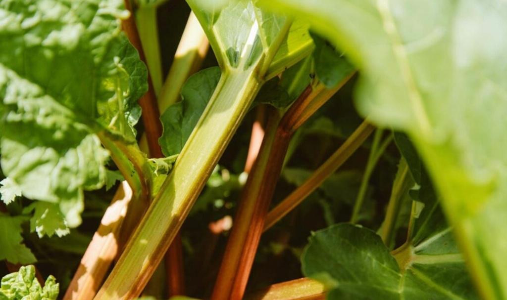 نحوه کاشت ریواس