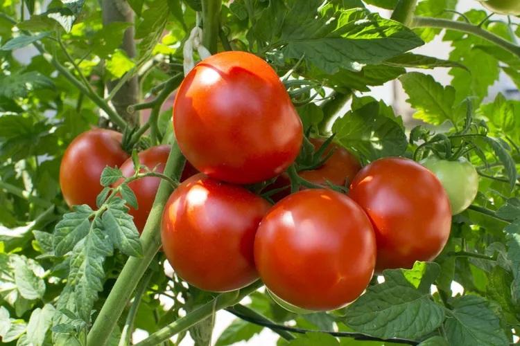 علت رایج زردی برگ گوجه‌فرنگی 6