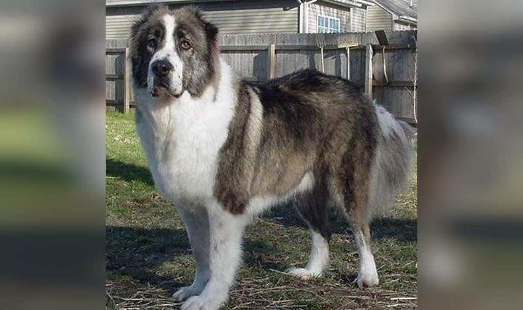 25 سگ خطرناک جهان