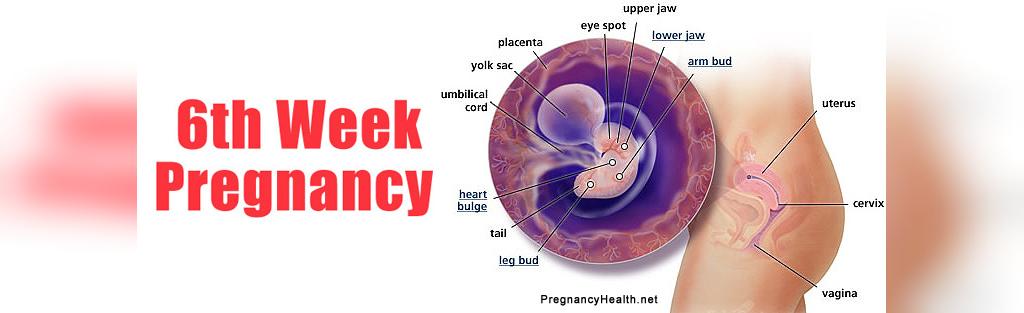 اطلاعات لازم هفته ششم بارداری