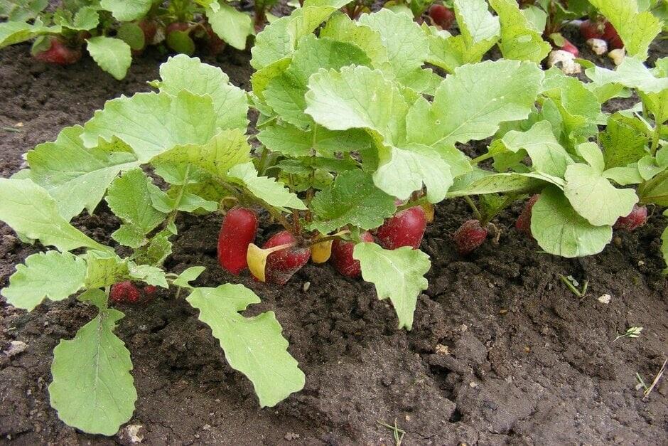 نحوه مراقبت از گیاه تربچه