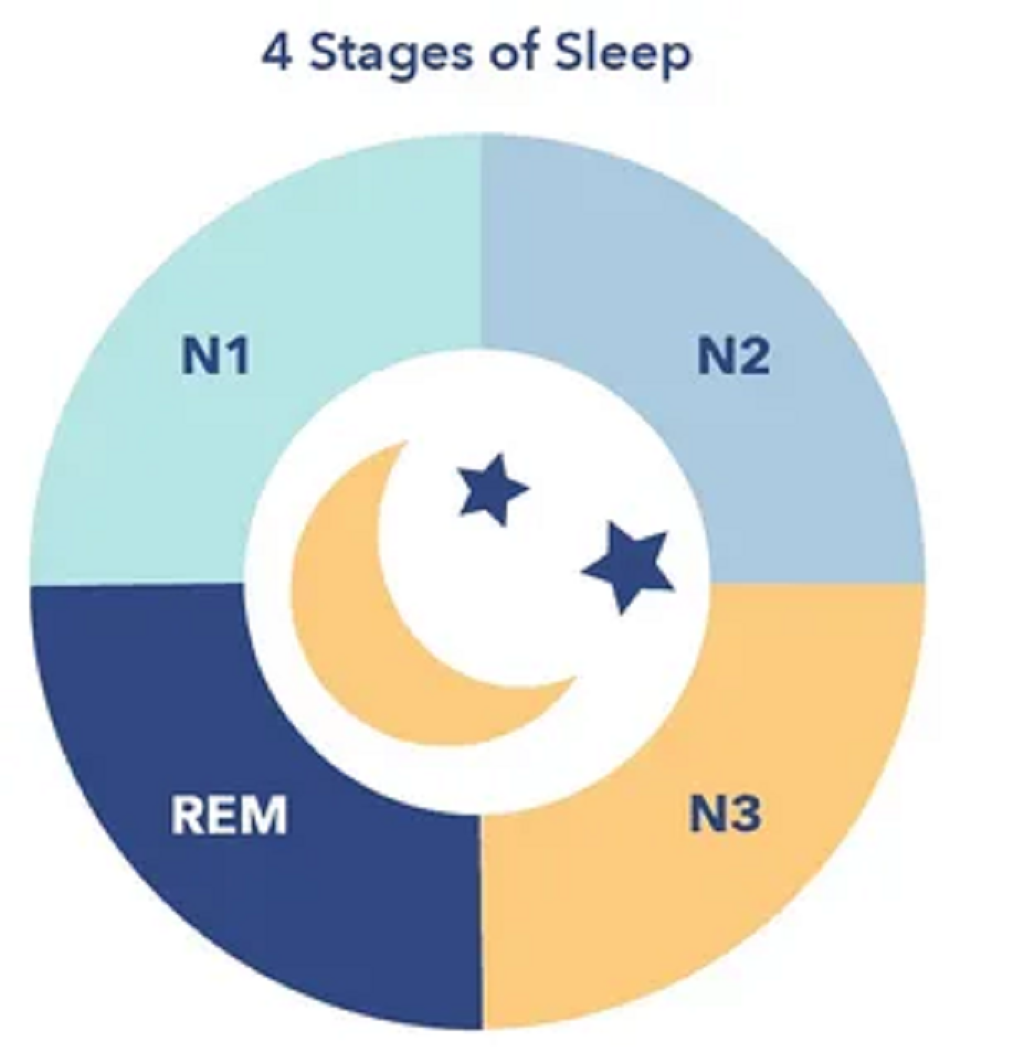 مراحل خواب در یک چرخه خواب طبیعی چیست؟