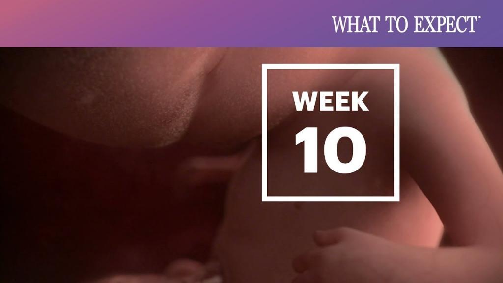 علائم هفته دهم بارداری چیست؛ شکل جنین، سونوگرافی و تغذیه هفته 10