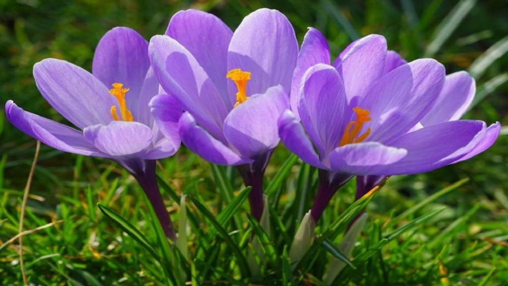 آموزش کاشت زعفران در گلدان و نکات برداشت و نگهداری زعفران
