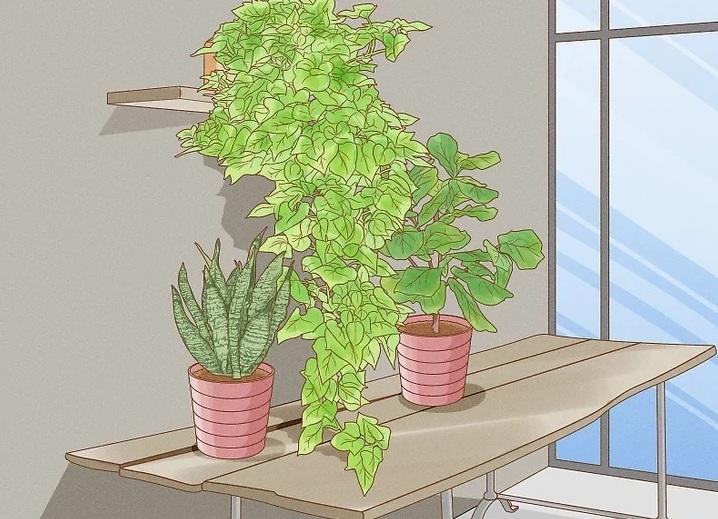 نحوه کاشت تاک های سیب زمینی شیرین 17